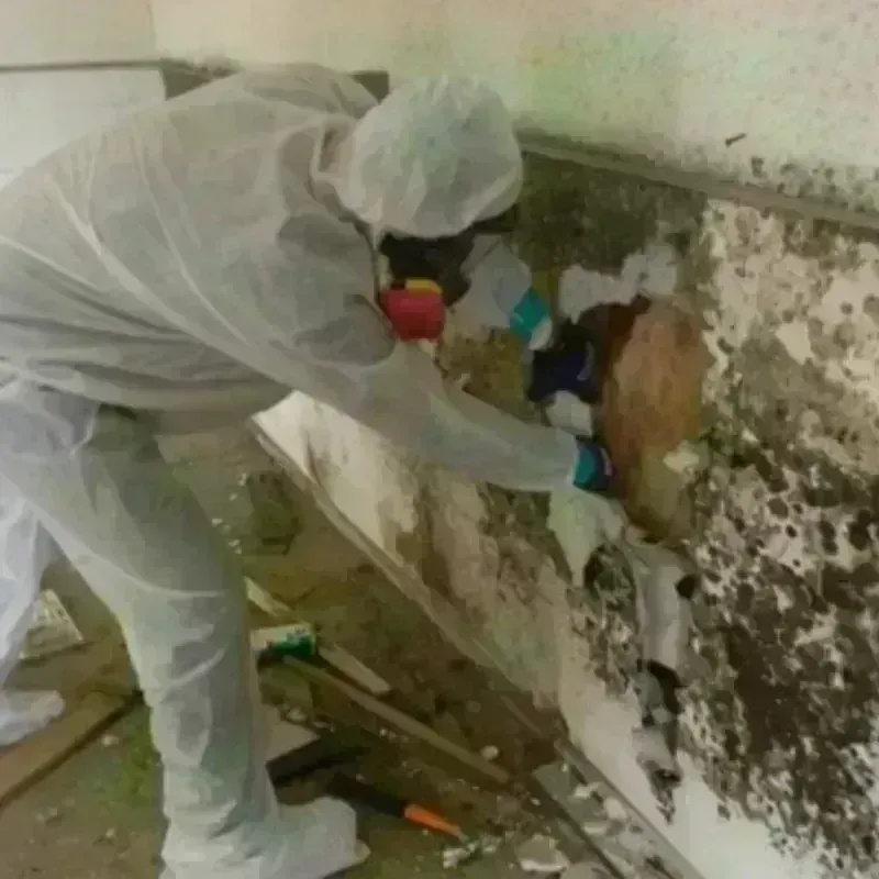 Mold Remediation and Removal in Petaluma, CA